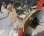 画像2: シチズン・キャロル・本体デッドストックの美品・　【１９６４年・昭和３９年・４月生まれ】　婦人用手巻き・大きめの角型