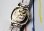 画像2: シチズン・ブレスレットスペシャル・フルオリジナルデッドストック・婦人用手巻き・【１９７５年・昭和５０年・６月生まれ】