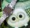 画像7: セイコー・ソーラ・ブレスレットタイプ・婦人用手巻き・グリーン文字板・【１９６８年・昭和４３年６月生まれ】