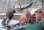 画像4: レディーセイコー・婦人用手巻・ジルコン入りケース・【１９６０年代〜１９７０年】
