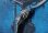 画像6: セイコー・ブレスレットタイプ・婦人用手巻き・紺文字板・【１９７２年・昭和４５年・７月生まれ】