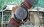 画像2: 土星のマークの、エニカ【スイス】ウルトラソニック１９５０年代から６０年代・紳士手巻き・デッドのよう綺麗な本体