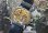 画像5: 土星のマークの、エニカ【スイス】・ウルトラソニック・１９５０年代から６０年代・紳士手巻き
