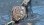 画像3: Sマークのセイコー・メリット・婦人用手巻・変わりインデックス・【１９５７年・昭和３２年５月生まれ】