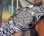 画像6: ラドー・グリーンホース・婦人用自動巻き・文字板イカリのマーク・【１９６０年代から１９７０年代にかけて】