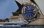 画像10: セイコージョイフル・婦人用自動巻き・紺文字板・【１９７４年・昭和４９年・２月生まれ】