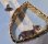 画像8: シチズン・ペット・変わり文字板チェック柄・昭和３０年代婦人用手巻き・貴重品