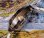 画像5: ラドー・バルボア・デッドストックのような美品【傷の付きにくい超鋼金】・５面カットガラスの婦人用自動巻き・１９６０年代〜